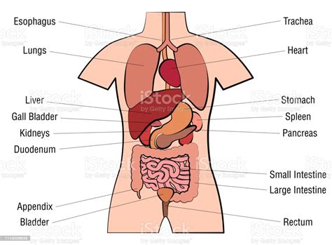 Vector illustration of human internal organ parts. Inner Organs Chart Anatomy Diagram With Internal Organs ...