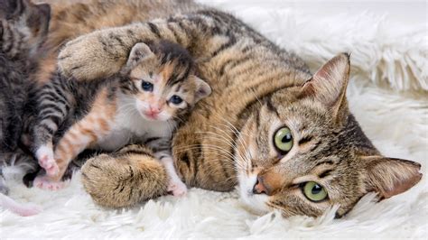 Can Cats Get Pregnant While Nursing