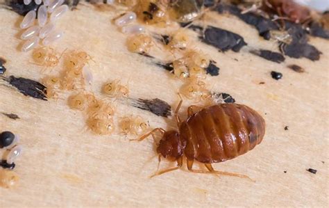 Bed Bugs In Knoxville How They Get In And How To Keep Them Out