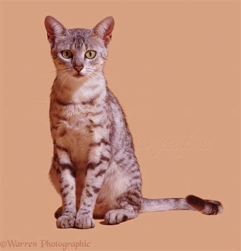 It is quite common for people to choose cat names from other languages. Egyptian Mau female cat photo WP05330