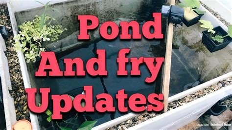 Update On The New Koi Fry And How Well There Growing Fast Growing Koi