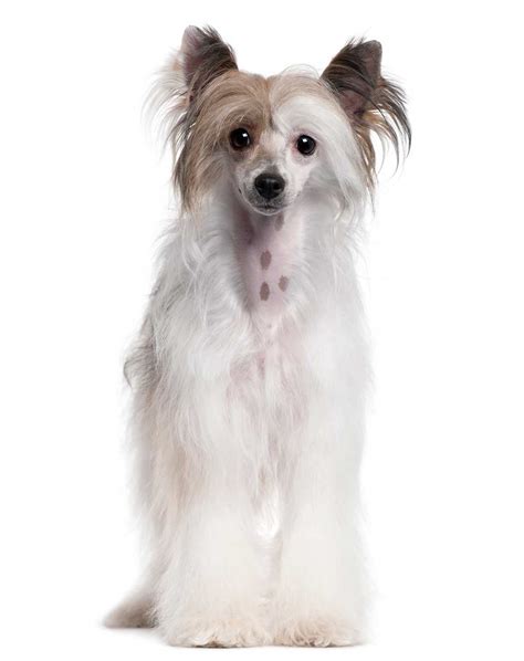Chinese Crested Dog Breed Everything About Chinese Crested Dogs