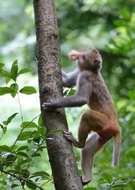 Monkey Climbing Stock Photos Pictures And Royalty Free Images Istock