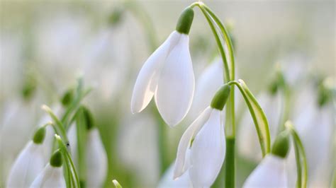 Snowdrops Growing Guide And Essential Care Advice Trendradars
