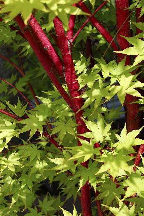 Coral Bark Maple Acer Palmatum Sango Kaku Coral Bark Japanese