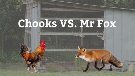 Protecting Chickens From Foxes A Definitive Guide Poultry Pete