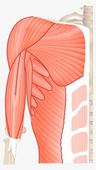 Muscles That Act On The Anterior Forearm Upper Arm Muscle Unlabeled