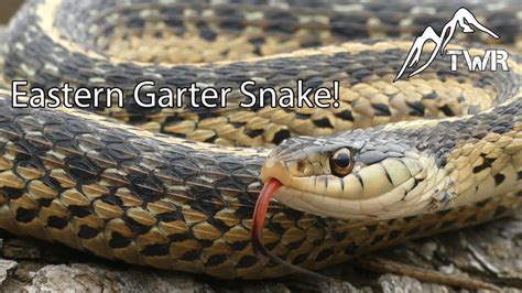 The Eastern Garter Snake Everything You Need To Know Youtube