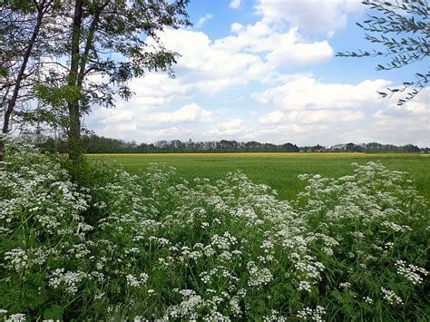 Free Field Behind White Flowers Stock Photo