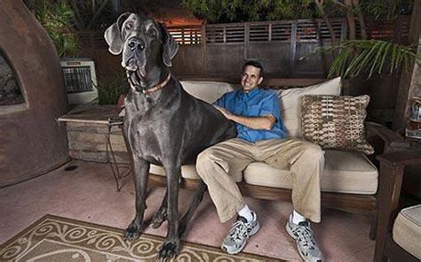 Gsv Pics Photos With Poetry Worlds Biggest Dogs Guinness Records