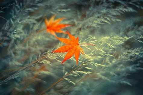 At The End Of Autumn Photograph By Shihya Kowatari Fine Art America