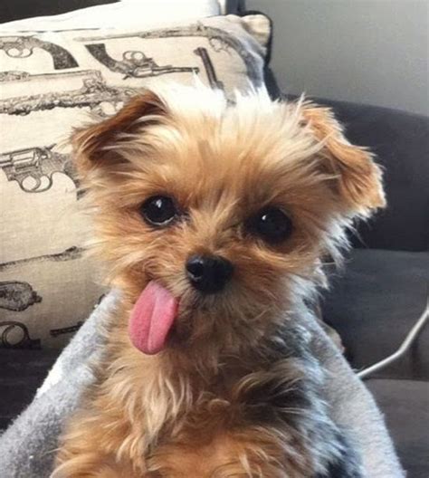40 Cute Puppy Pictures To Make You Say Aw Cute Puppy