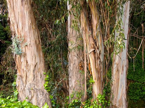 The Ongoing Debate Over Californias Eucalyptus Trees Planetizen News