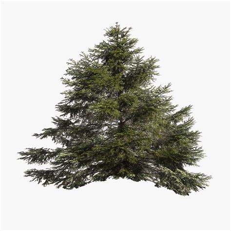 Pine Tree 001 Lowpoly 3d Asset Cgtrader