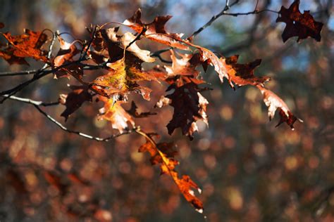 Carlettas Captures Shades Of Autumn Brown
