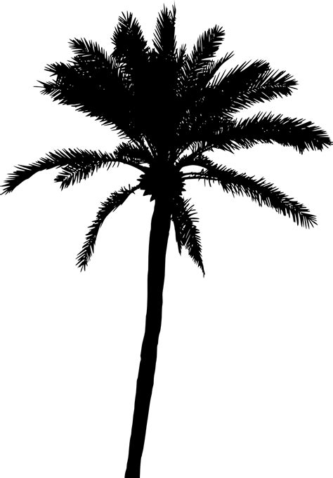 Palm Tree Silhouette Free At Getdrawings Free Download