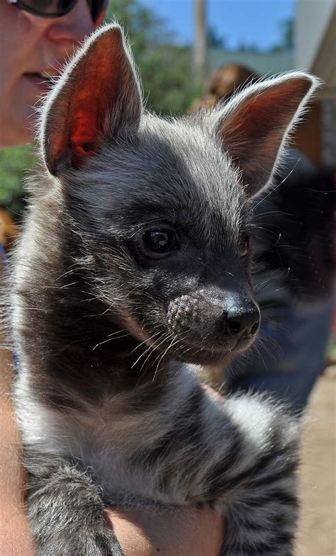 The striped hyena is a species of hyena, is a medium sized, scavenging mammal found in africa, the the striped hyena features prominently in middle eastern and asian folklore. Wildwood Wildlife Park: Striped Hyena Baby Grows Up