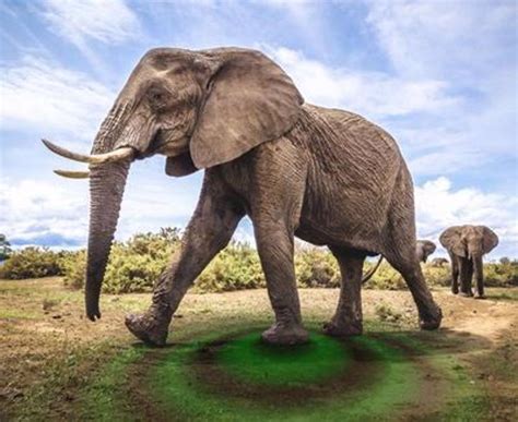 Los Elefantes Parecen Comunicarse Haciendo Vibrar El Suelo