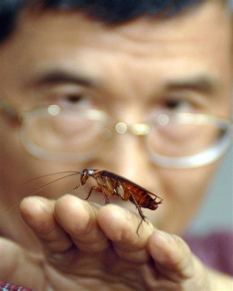 Cockroach Brains May Hold New Antibiotics Huffpost Impact
