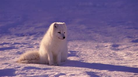 Desktop Wallpaper White Fox Arctic Fox Animal Hd Image Picture
