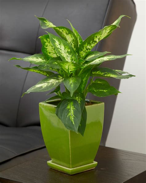 20 Super Easy Houseplants Youll Love Midwest Living