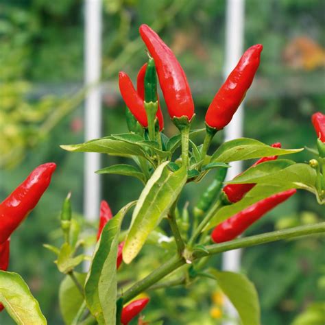 Chilli Pepper Tabasco Suttons