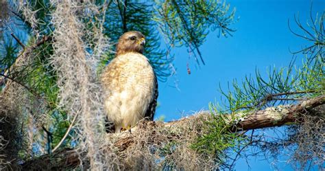 Juvenile Red Shouldered Hawks Identification Guide With Pictures