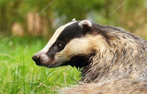Adult Badger Portrait — Stock Photo © Hlavkom 108203592
