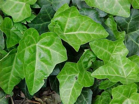 English Ivy Hedera Helix Kerala Flora