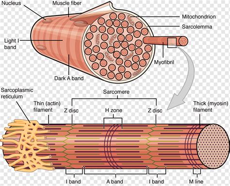 Músculo Esquelético Miocito Celular Músculo Fascículo Anatomía