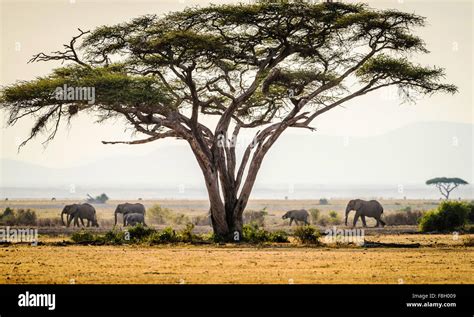 Elephants Under Trees In Savanna Landscape Stock Photo Alamy