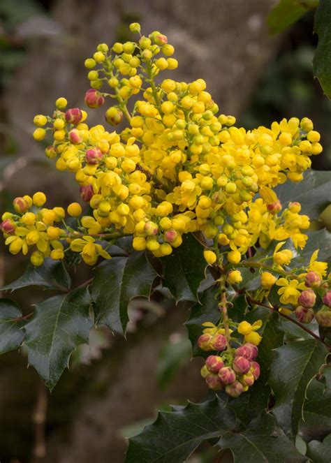 Best Early Spring Flowering Shrubs For Pacific Northwest Pollinators