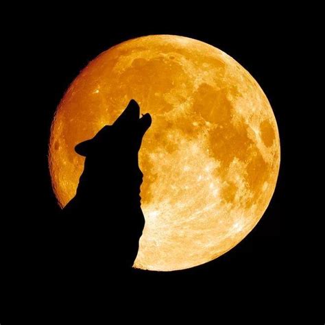 Wolf Moon Retreat