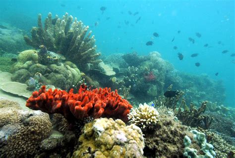 صورة تظهر أنواع مختلفة من المرجان الذي ينمو في المناطق المحمية البحرية لخليج هوندا باي الواقع في