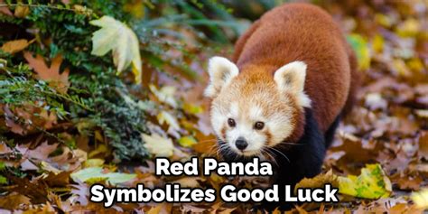 Red Panda Symbolism Meaning And Totem Detailed Guide 2022