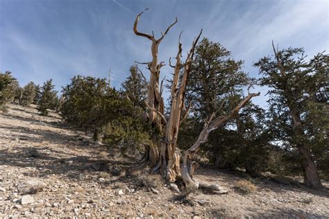 Hiking The Discovery Trail At The Ancient Bristlecone Pine Forest