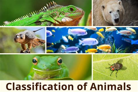 What Are The Classification Of Animals Earth Reminder