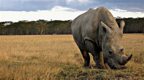 African Animals That Are Close To Extinction