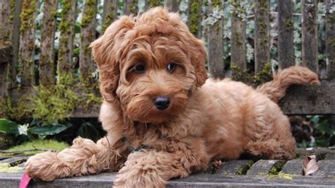 Dog Breed Guide Labradoodles Dogs Cats Pets