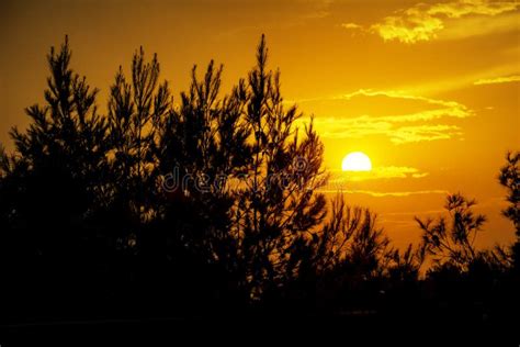 Golden Sunset Over Trees Stock Image Image Of Fantastic 145376371