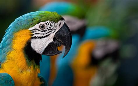 Blue And Yellow Macaw Hd Wallpaper