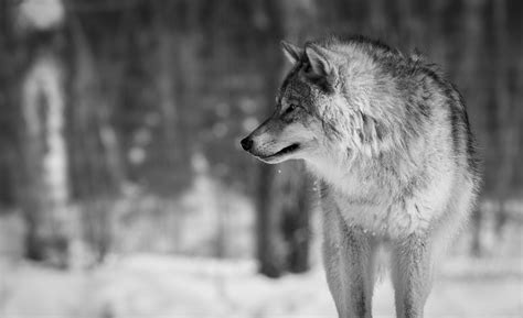 We try to bring you new posts about interesting or popular subjects containing new quality wallpapers every business day. 4K Wolf Wallpapers 2019 - AllHDWallpapers