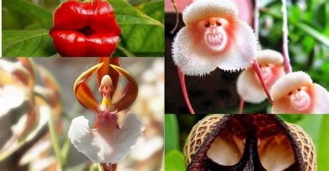 The Top 20 Worlds Most Unusual Flowers Rare Flower Names And Pictures