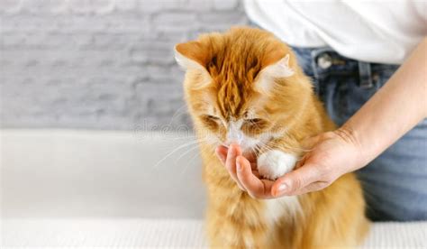 1765 Human Hand Holding Paw Stock Photos Free And Royalty Free Stock
