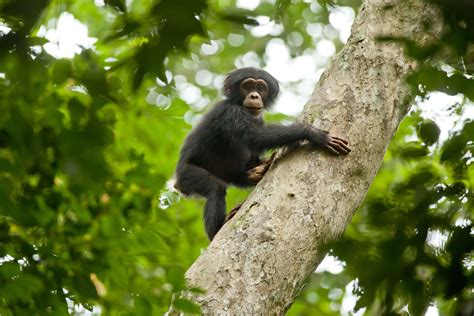 Chimpanzee Climbing A Tree 1920x1280 Palatecleanser