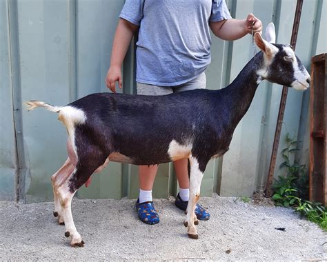 Sable Senior Does 2 Years Old Klisses Dairy Goats