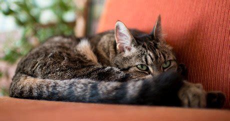 Use of both oral and topical treatments for fungal infection. Cats and shedding - CatTime