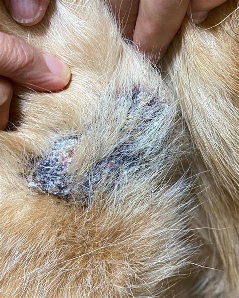 Can Dogs Get Blackheads On Their Belly