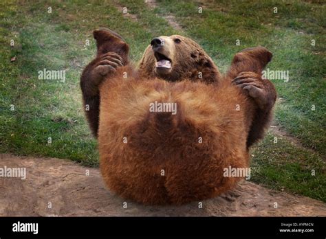 Funny Bear Stretching Leg Hi Res Stock Photography And Images Alamy