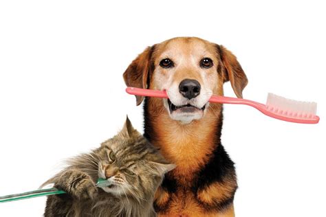 Dental Disease In Dogs And Cats Fishguard Vets